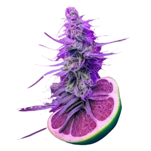 Alienoyes Kush